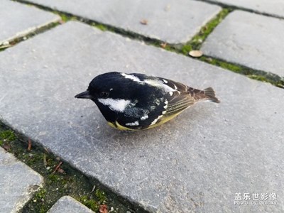 小鳥??