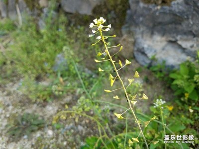 隨拍