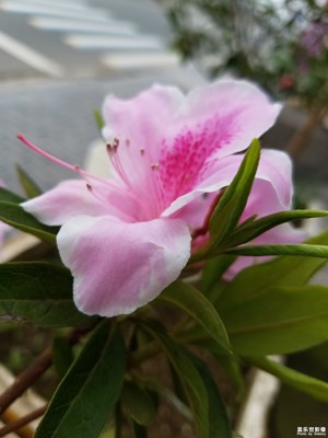 杜鵑花一組