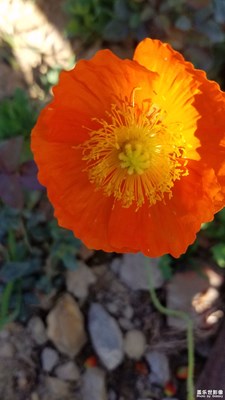 花、蜂