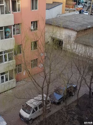 樹