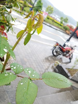 新芽