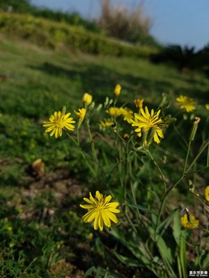 小花一組