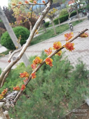 我眼中的世界＋河南安陽(yáng)＋春.發(fā)芽