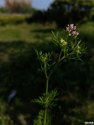 小花二組