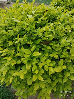 我眼中的世界＋河南安陽(yáng)＋綠