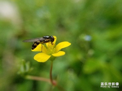 爭春