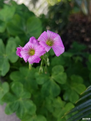 不知名的小花