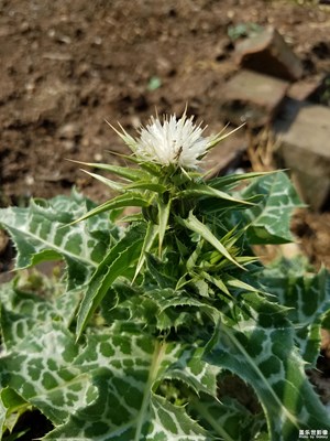【奶薊】更新10 奶薊開花了，2個品種
