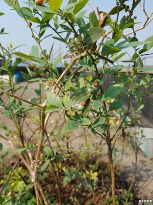 藍莓