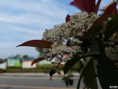 蜜蜂