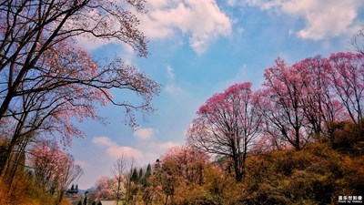 游走在辛夷花花叢中