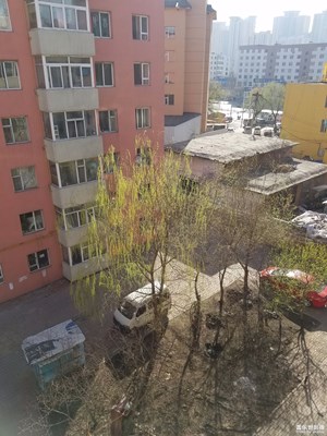樹