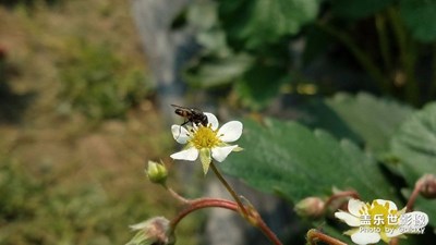 我眼中的世界+信豐+草莓花
