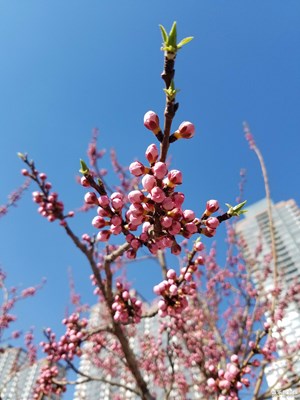 杏花