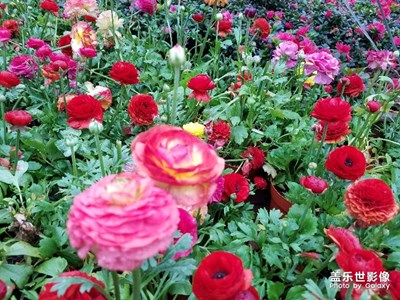 一花一世界