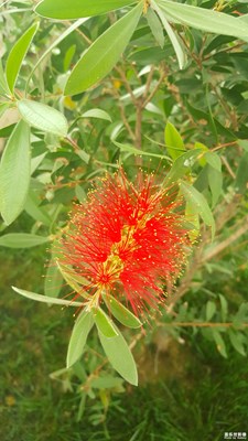 這是什么花？