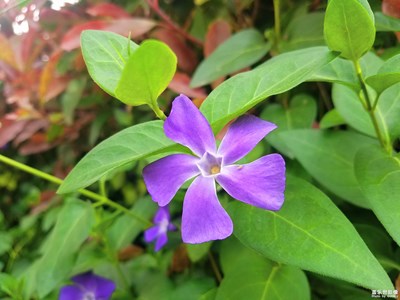 花與綠