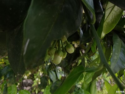 柑橘花開一組