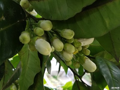 柑橘花開二組