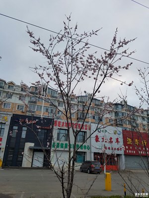 杏樹(shù)
