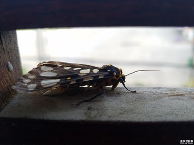 蝴蝶，蛾子？