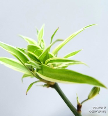 春·花語