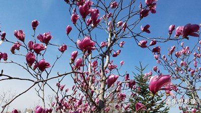 鮮花