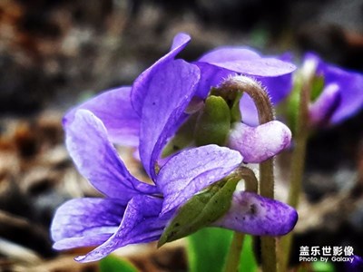 美的呼喚！