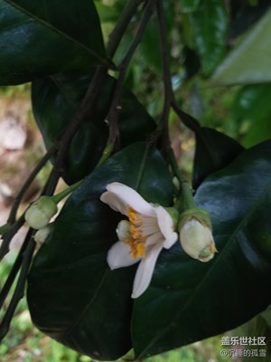 柑橘花開