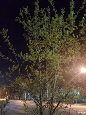 夜拍