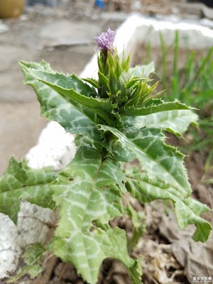 奶薊