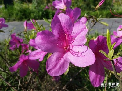 杜鵑