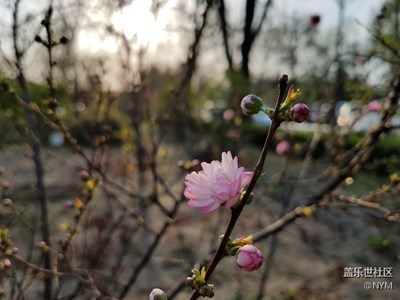 春天花會開