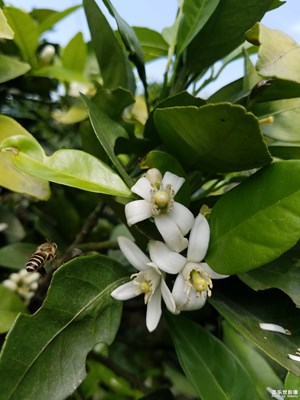 金橘花自開，嬌蜂把蜜采