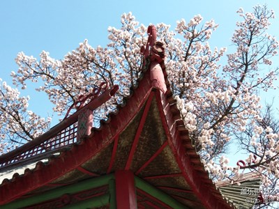 迎來(lái)春色