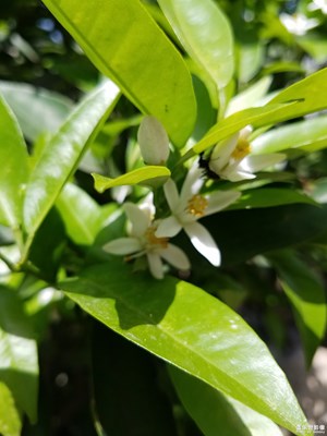 金橘飄香