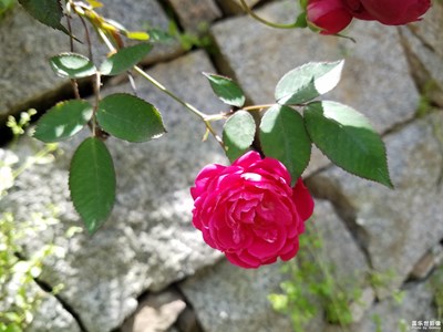 月季花二組