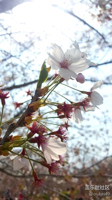 櫻花