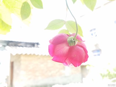 月季花一組