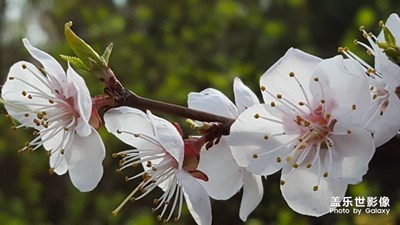 桃花春色暖先開，明媚誰(shuí)人不看來(lái)。