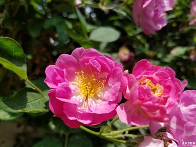 薔薇花