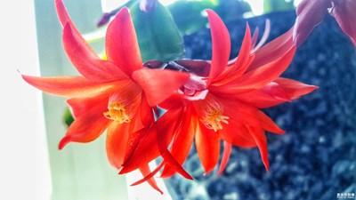 四年花開