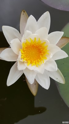 濯清漣而不妖