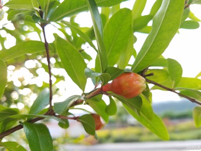 石榴花開