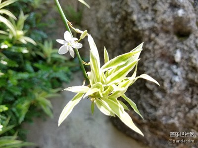 茂竹修林，鳥語花香