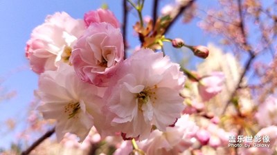 在這個(gè)季節(jié)里，丹東市的大街小巷，到處都是鮮花盛開(kāi)。）