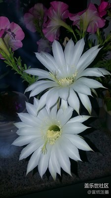 仙人球開花了