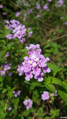 一路旅行一路曬+贛州+花之語