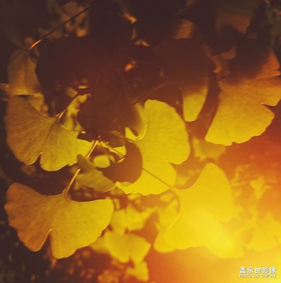 夜晚的銀杏葉